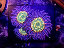 Load image into Gallery viewer, Sunny D Zoanthid on 8 x 10” Canvas