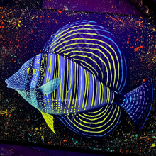 Load image into Gallery viewer, Sailfin Tang on 12 x 16” Canvas