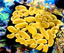 Load image into Gallery viewer, Yellow Hammer Coral on 8 x 10” Canvas