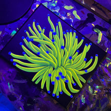 Load image into Gallery viewer, Torch Coral on 8 x 10” Canvas