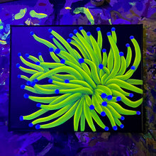 Load image into Gallery viewer, Torch Coral on 8 x 10” Canvas
