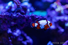Load image into Gallery viewer, BayAreaReef Clownfish Sticker/ collab with @bayarea_reef