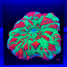 Load image into Gallery viewer, Jawbreaker on 8 x 8 "