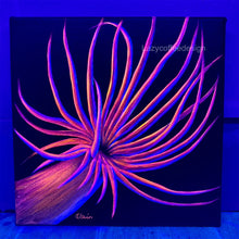 Load image into Gallery viewer, Aiptasia 8 x 8 " (Please read description before you buy)