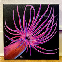 Load image into Gallery viewer, Aiptasia 8 x 8 " (Please read description before you buy)