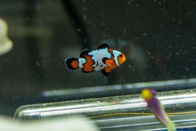 Load image into Gallery viewer, BayAreaReef Clownfish Sticker/ collab with @bayarea_reef