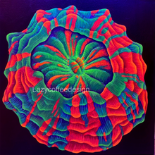 Load image into Gallery viewer, Acantho on 10 x 10” Heavy Duty Gallery Wrap Canvas