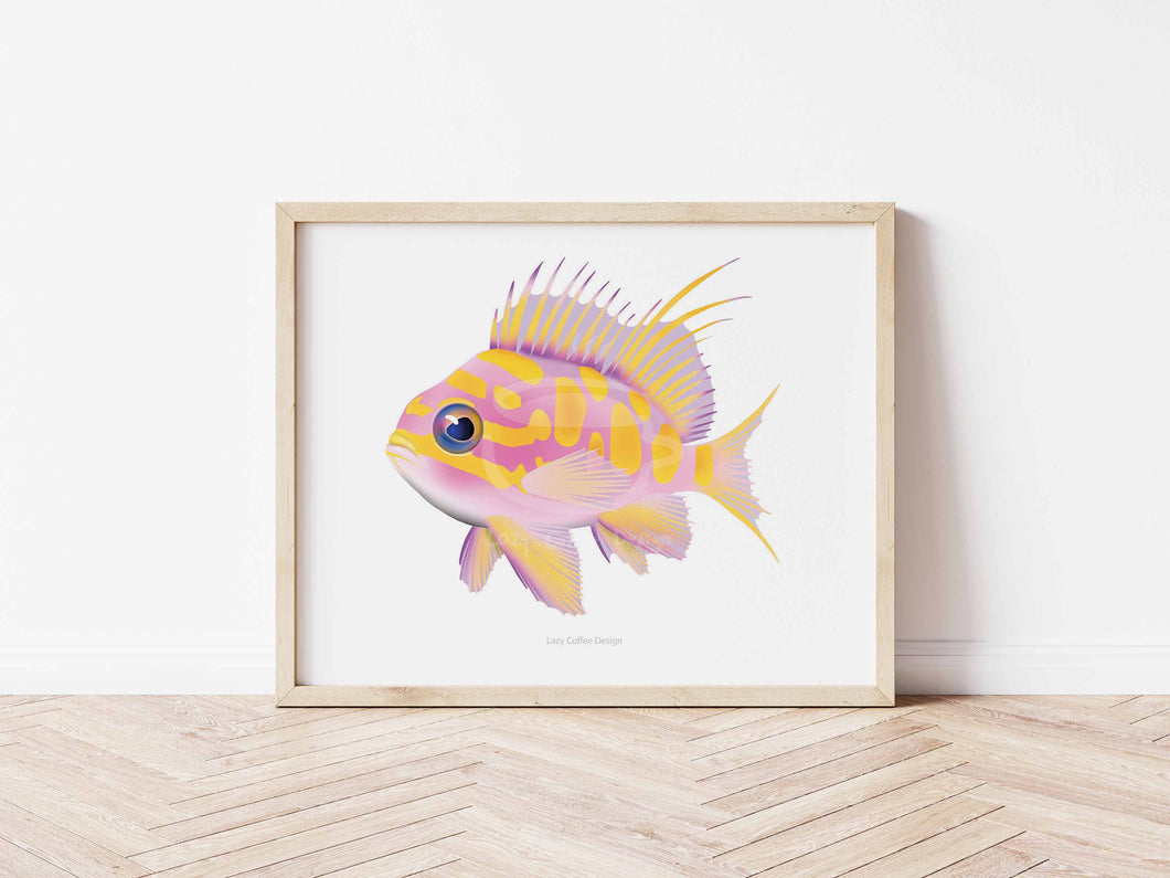 Blotched Anthias Fine Art Print