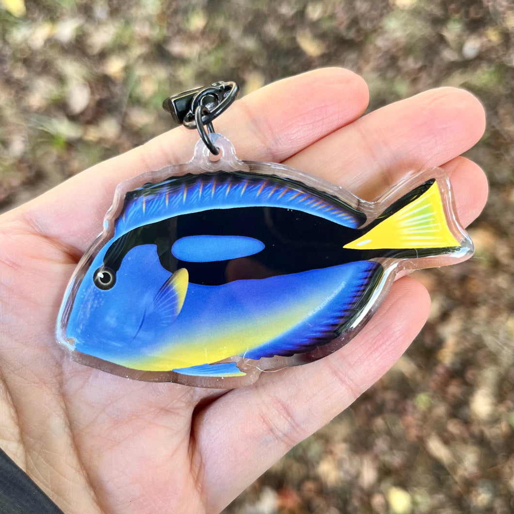 Blue Hippo Tang( Yellow Belly)Keychain