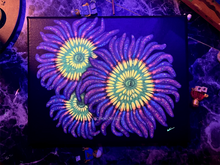 Load image into Gallery viewer, Sunny D Zoanthid on 8 x 10” Canvas
