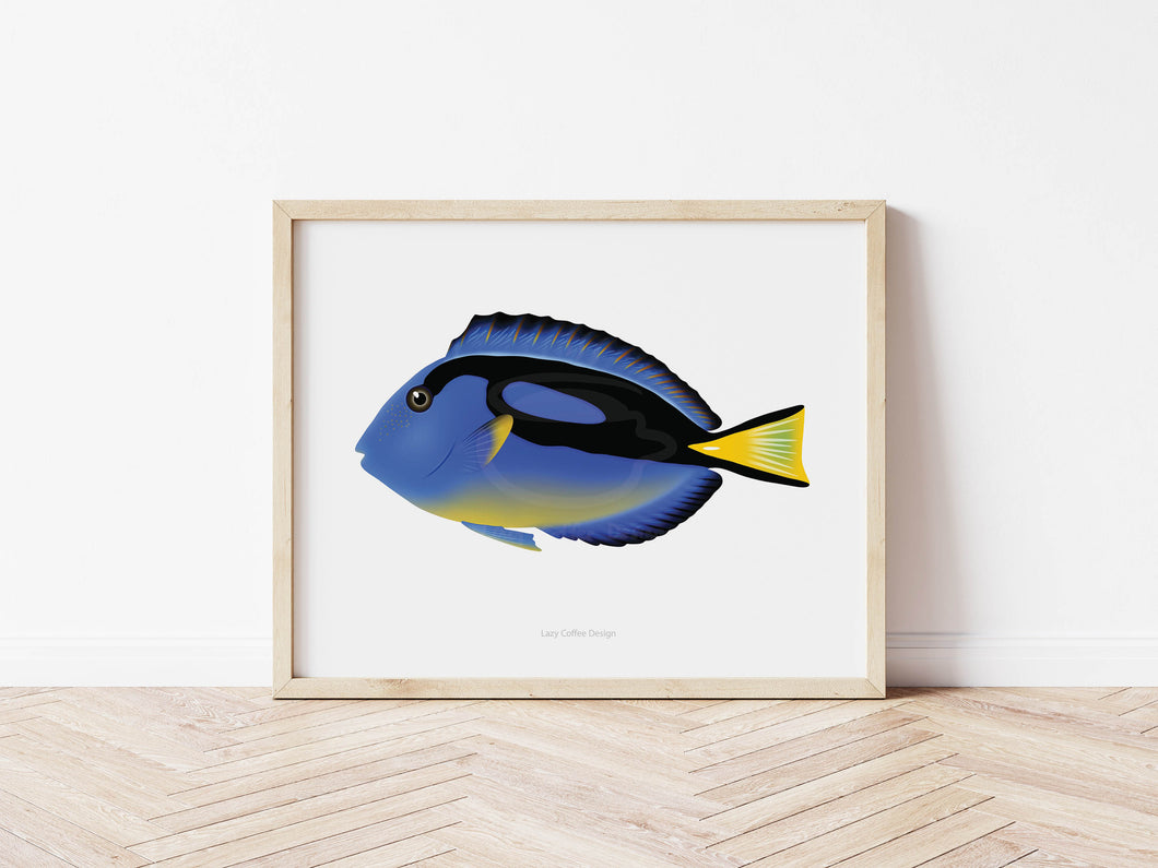 Yellow Belly Blue Hippo Tang Fine Art Print