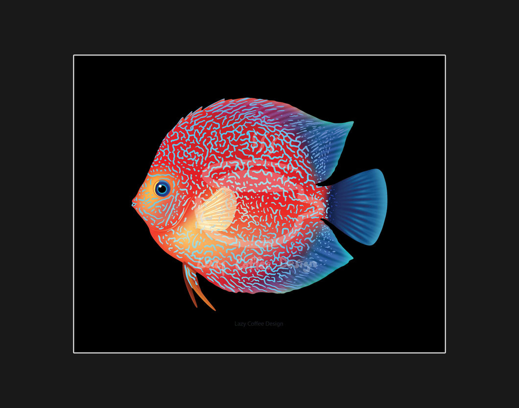 Discus FIsh Fine Art Print 11x 14