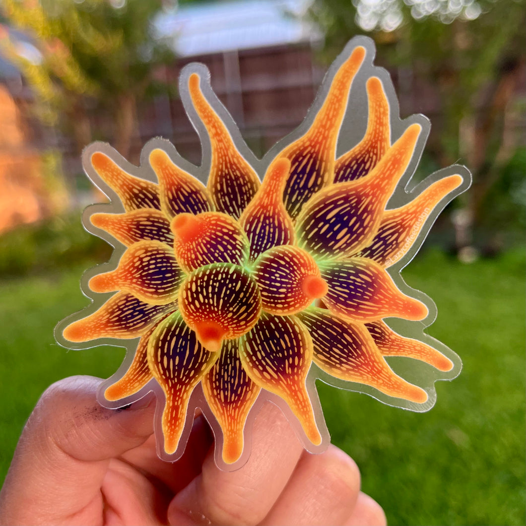 Sunburst Anemone Sticker / Clear