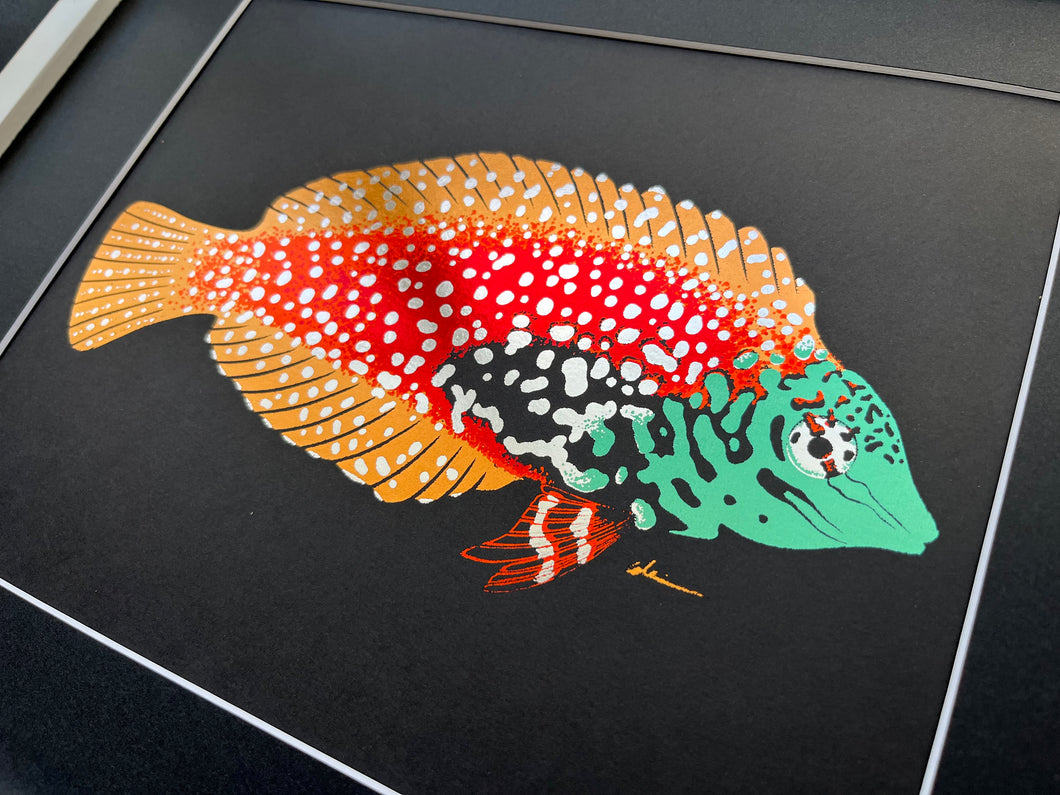 Leopard Wrasse Foil Art Print