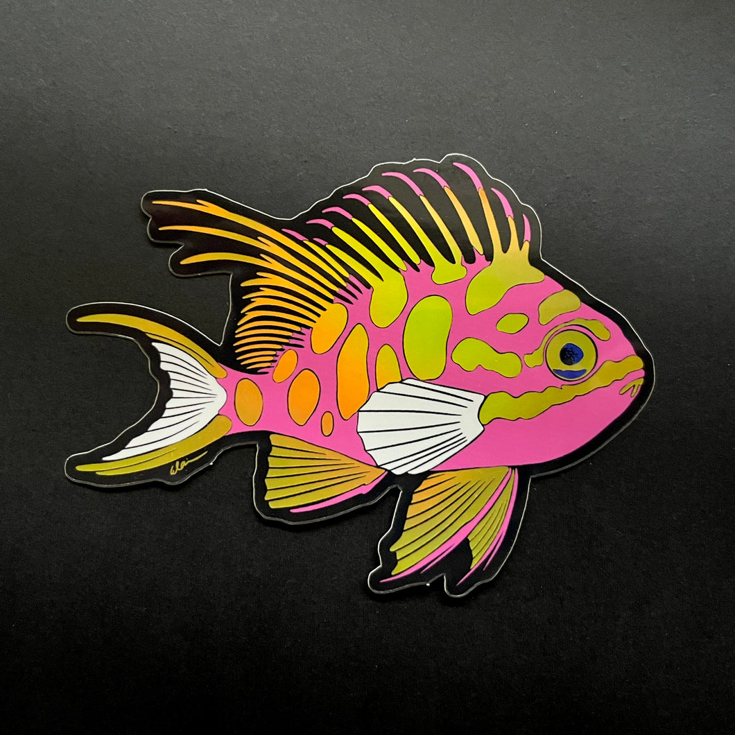 Blotched Anthias sticker / Holographic