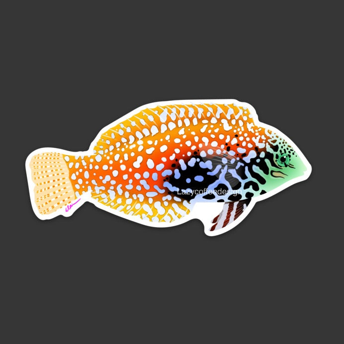 Leopard Wrasse Sticker